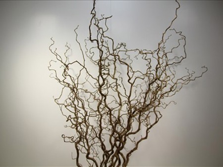 Corylus Avellana
