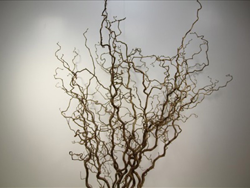Corylus Avellana