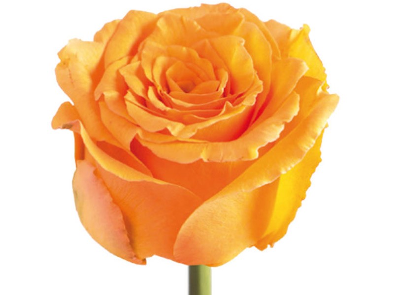 Rosa Cosima