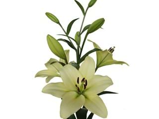 Lilium Az Courier