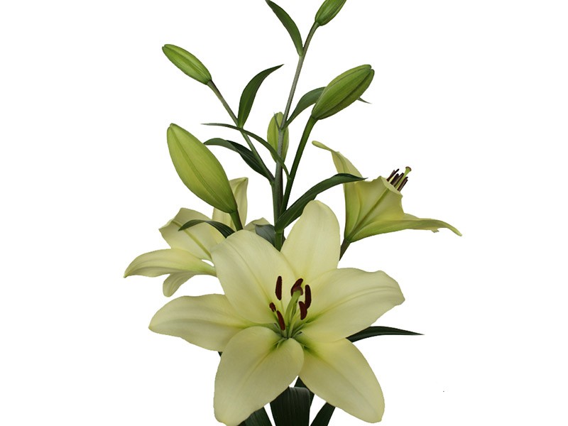 Lilium Az Courier