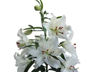 Lilium Crystal Blanco