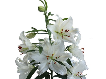 Λιλιουμ Or Crystal Blanco