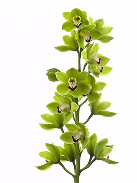Cymbidium Anderson