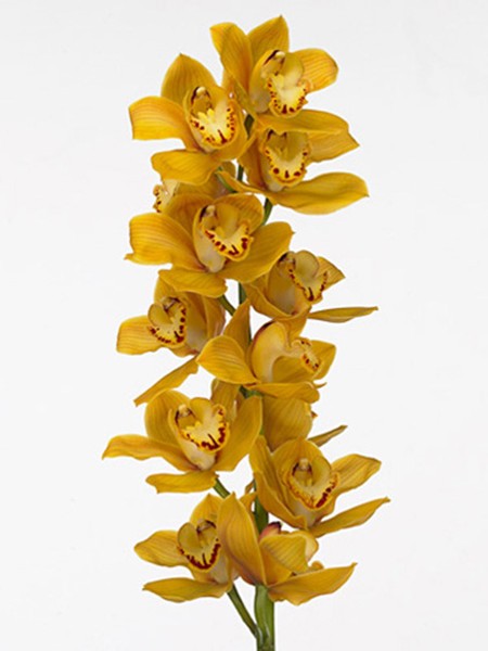 Cymbidium Bird
