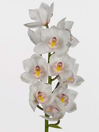 Cymbidium Dynasty