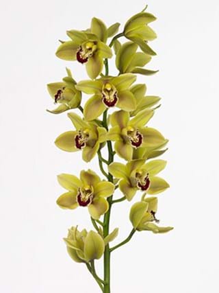 Cymbidium Eveline
