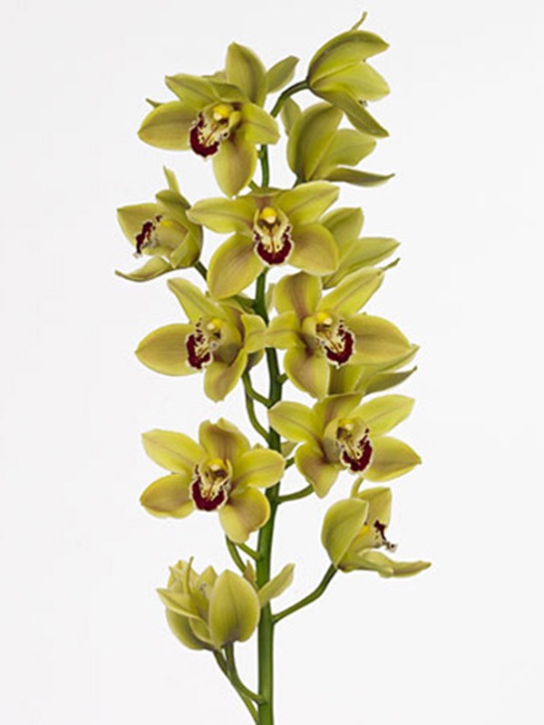 Cymbidium Eveline