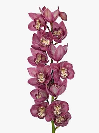 Cymbidium Misty