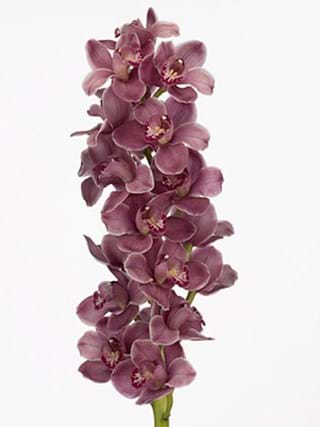 Cymbidium Rock