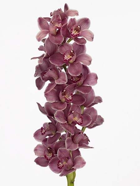 Cymbidium Rock