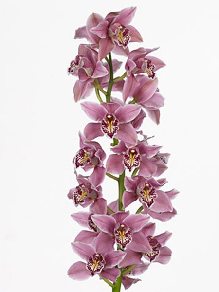 Cymbidium Sky Scanner