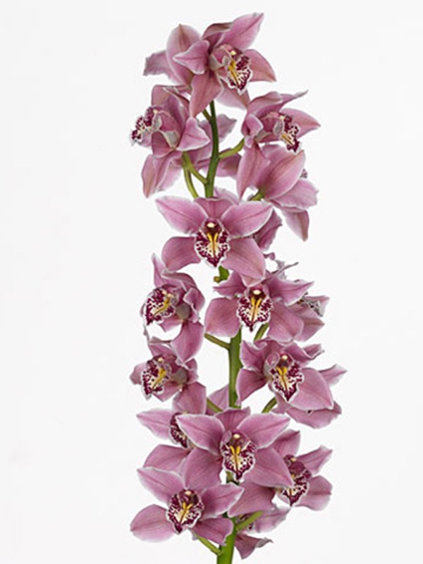 Cymbidium Sky Scanner