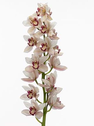 Cymbidium Venetia