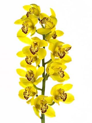 Cymbidium Yellow River