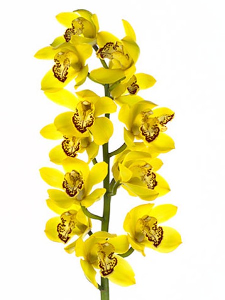 Cymbidium Yellow River