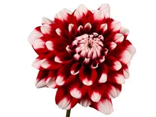 Ντάλια Checkers