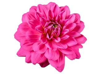 Ντάλια Nashville