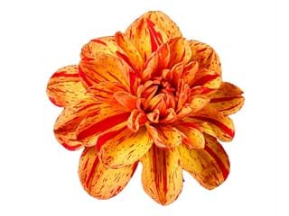 Ντάλια Pasolini