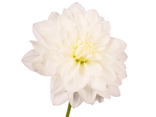 Ντάλια Siberia