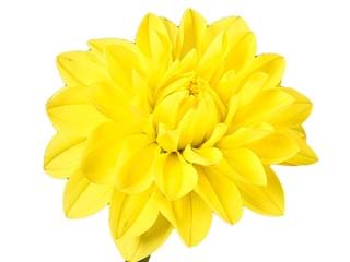 Ντάλια Sunlady