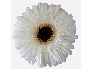 Ζέρμπερες Dalma