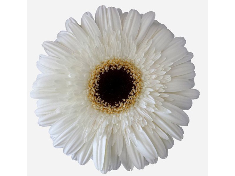 Gerbera Dalma