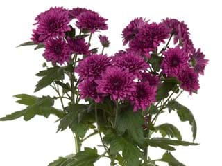 Χρυσάνθεμα Dante Purple