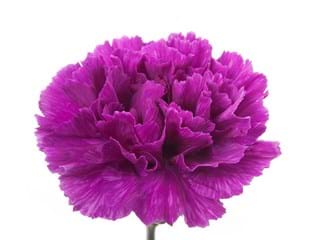 Γαρύφαλλα Dark Farida