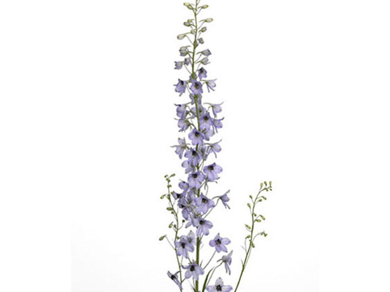 Delphinium Dievera