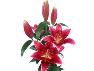 Lilium Or Deep Impact