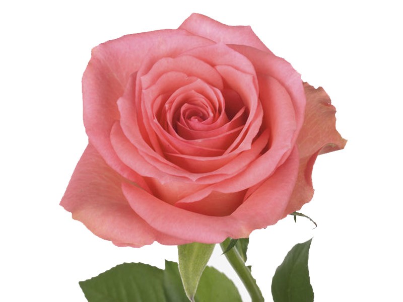 Rosa Dekora
