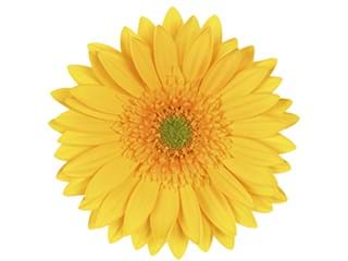 Ζέρμπερες Dino