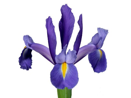 Iris Discovery