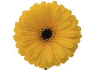 Ζέρμπερες Don Leo