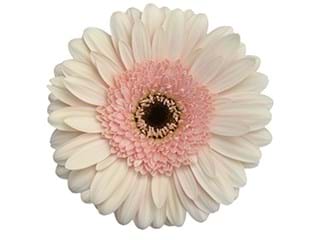 Ζέρμπερες Donga