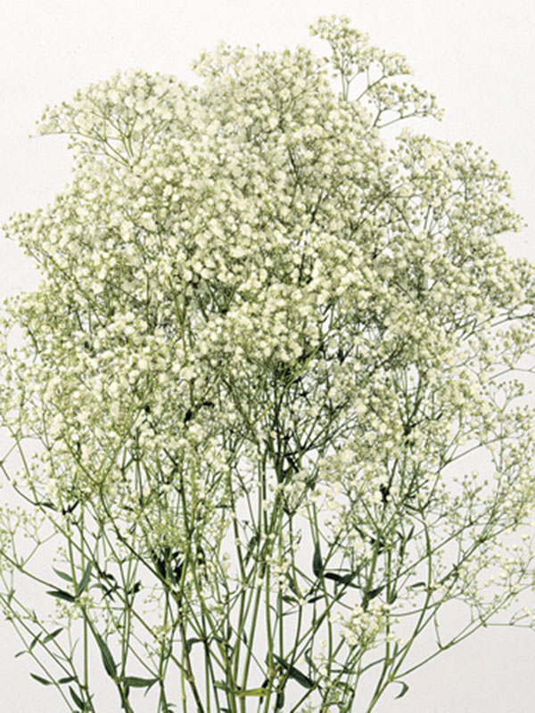 Gypsophila Double Time