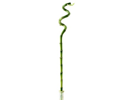 Dracaena Spiral