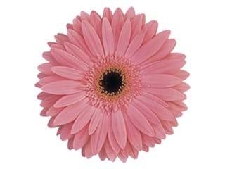 Ζέρμπερες Dream