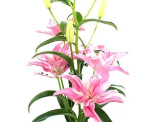 Lilium Or Dubaz