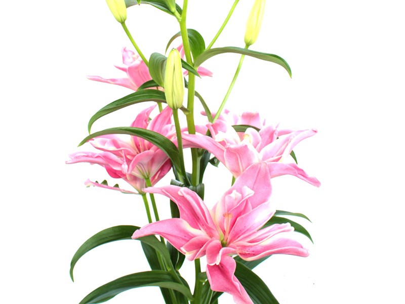 Lilium Or Dubaz