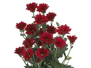 Χρυσάνθεμα Dublin