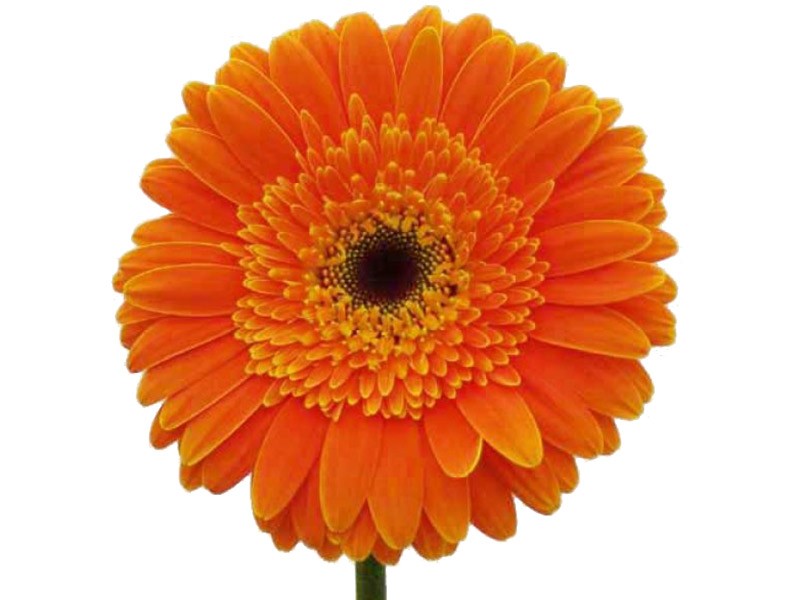 Gerbera Duna