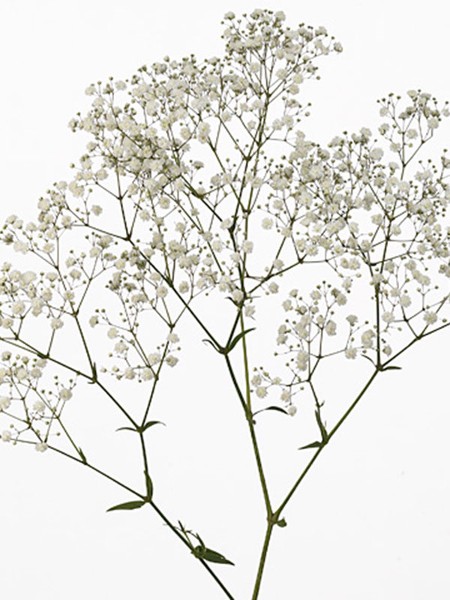 Gypsophila Dynamic Love