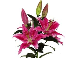 Lilium Or Dynamite