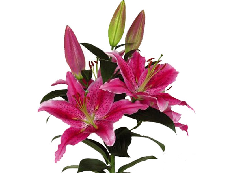 Lilium Or Dynamite