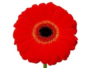 Ζέρμπερες Easylover