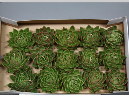 Εχεβέρια Agavoides