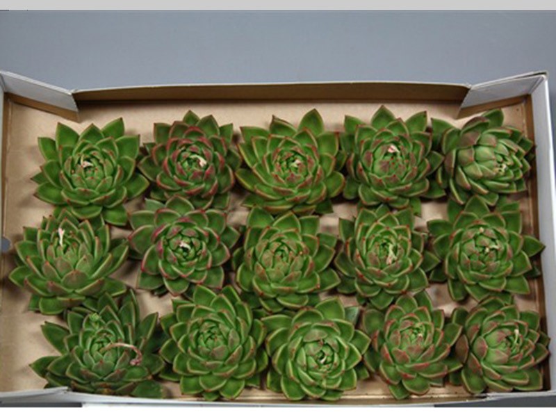 Εχεβέρια Agavoides