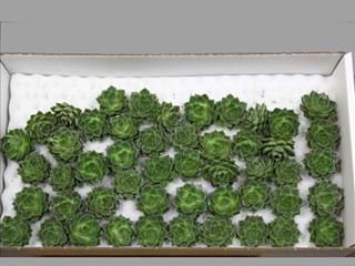 Εχεβέρια Fabiola